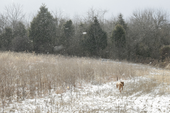 Full Size Image = 2084 K