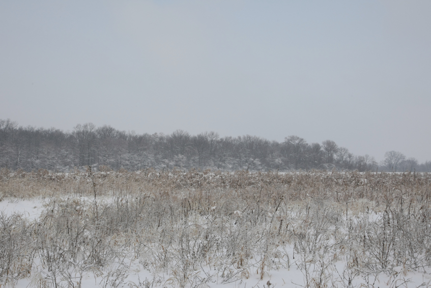 Full Size Image = 2741 K