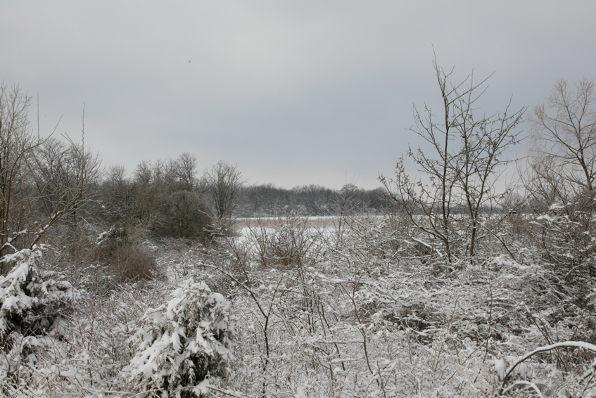 Full Size Image = 3433 K