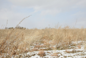 Short-grass prairie