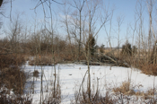 Wetland 4
