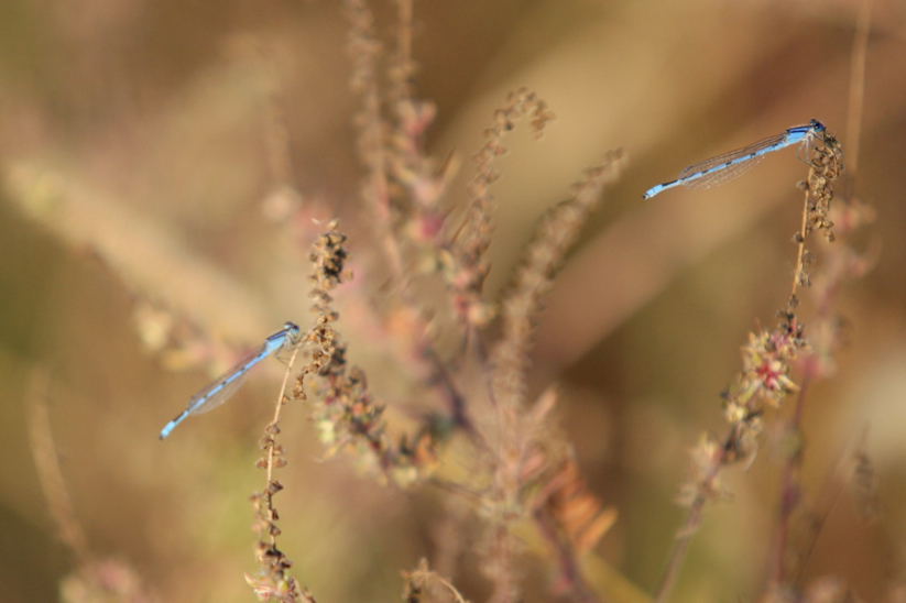 Full Size Image = 301 K