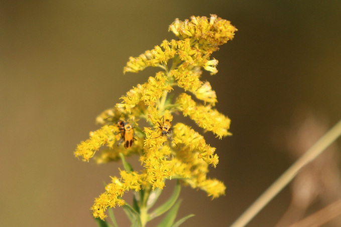 Full Size Image = 263 K