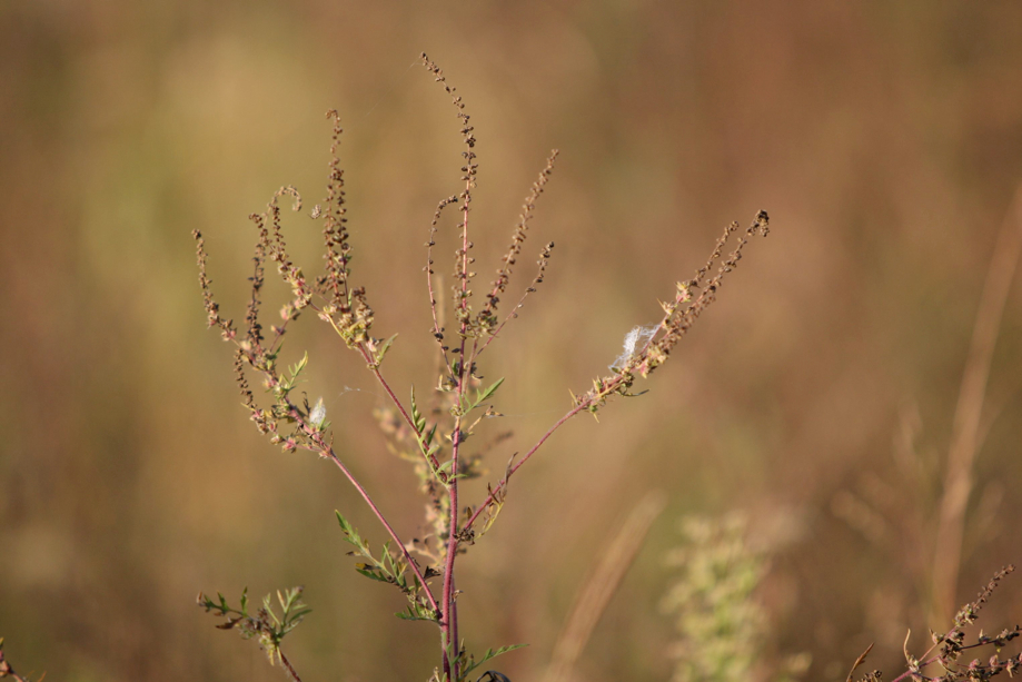 Full Size Image = 367 K