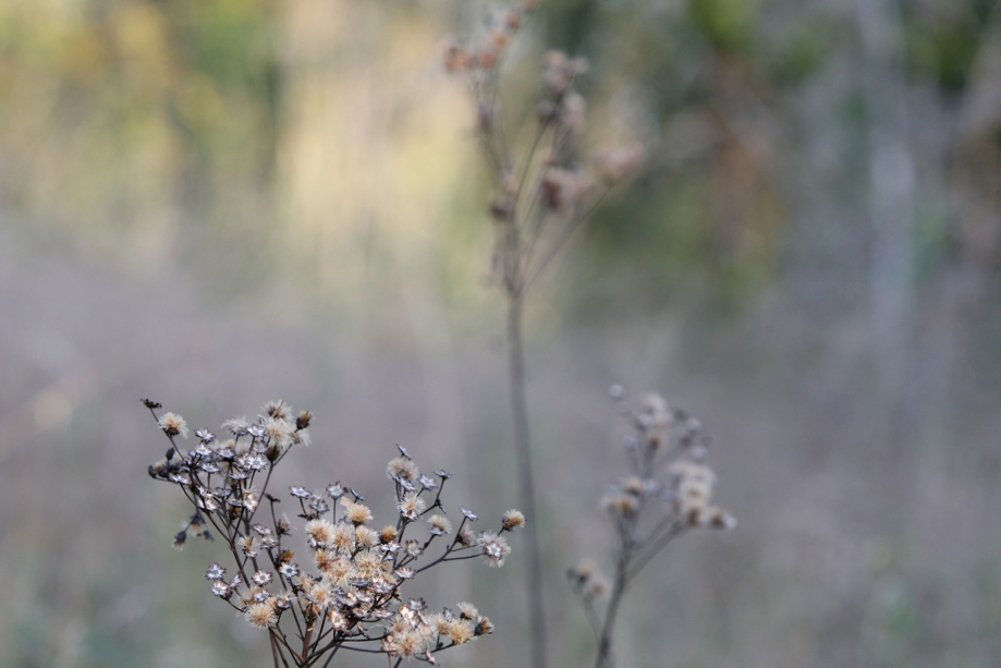 Full Size Image = 335 K