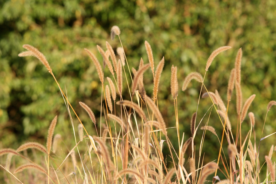 Full Size Image = 609 K