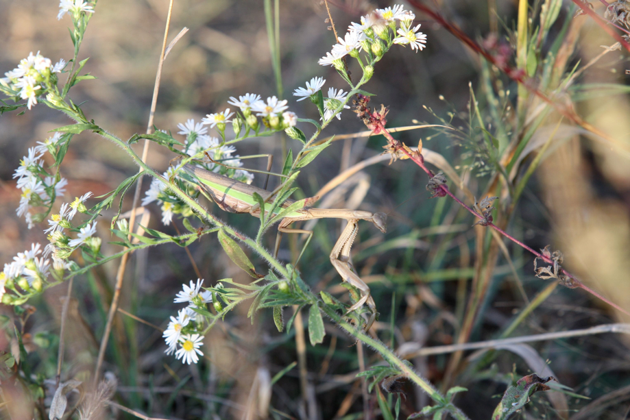 Full Size Image = 590 K