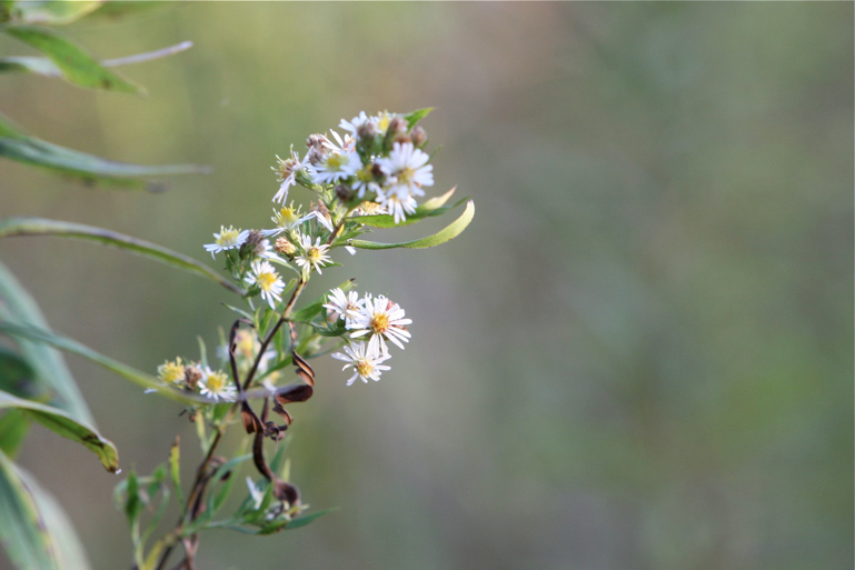 Full Size Image = 279 K