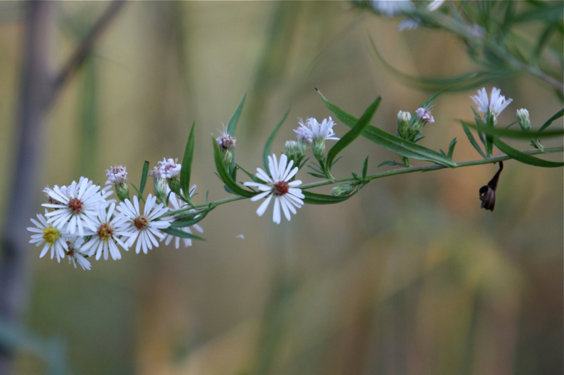 Full Size Image = 313 K