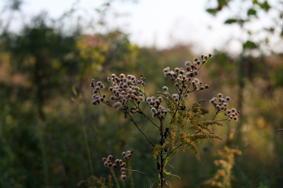 Full Size Image = 417 K