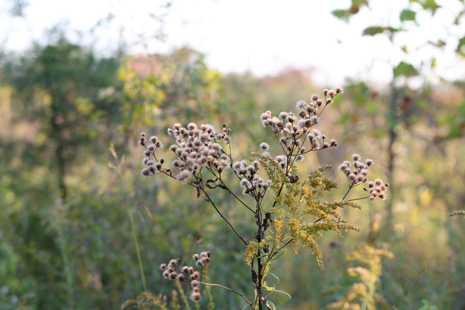 Full Size Image = 494 K