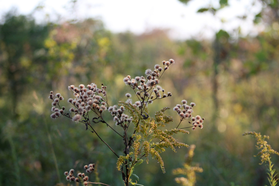 Full Size Image = 457 K