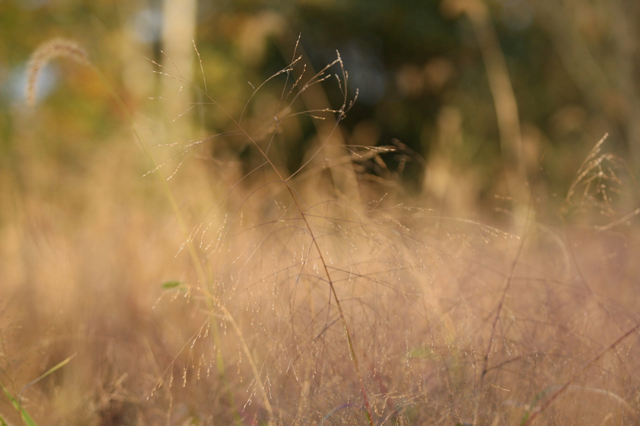 Full Size Image = 382 K