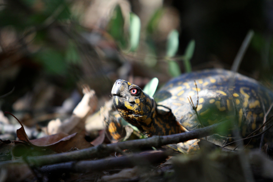 Full Size Image = 467 K