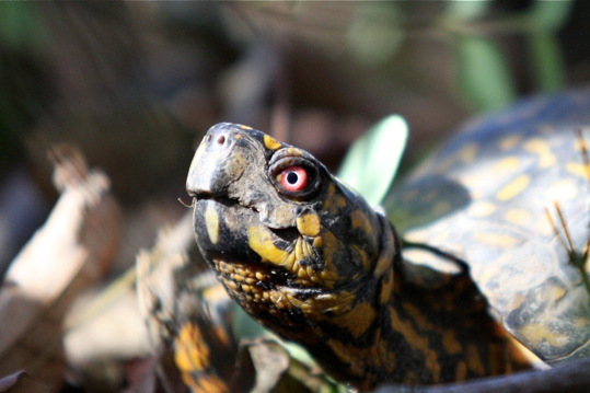 Full Size Image = 219 K