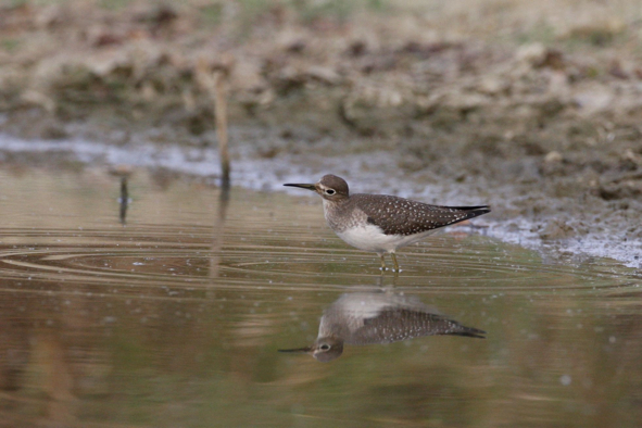 Full Size Image = 266 K