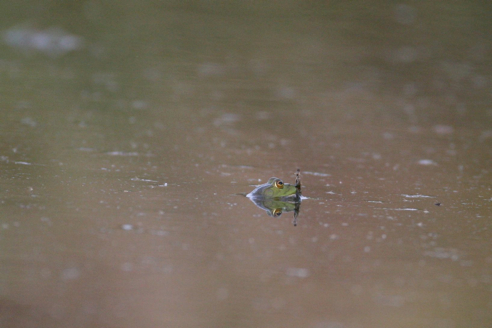 Full Size Image = 160 K