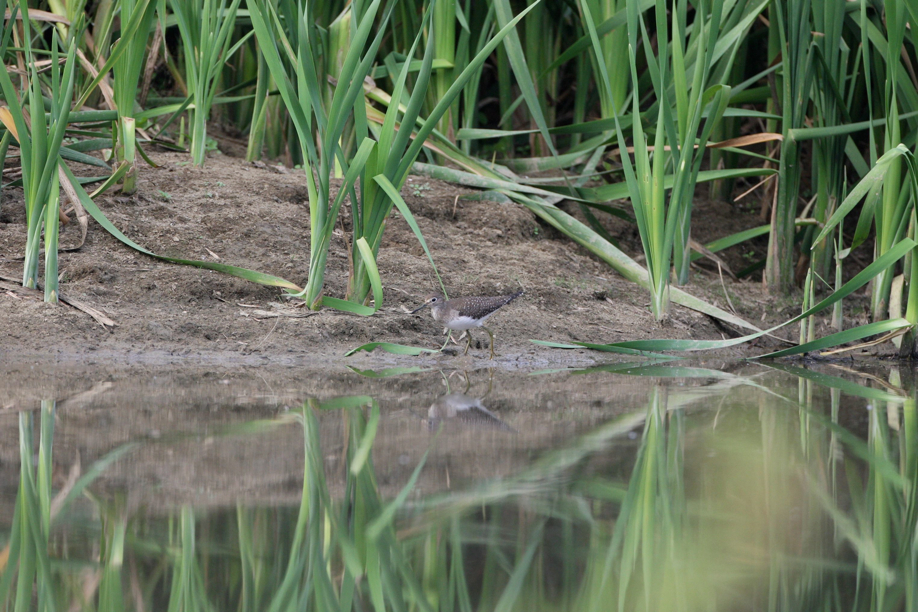 Full Size Image = 851 K