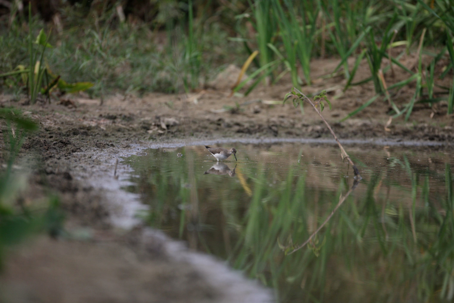 Full Size Image = 485 K