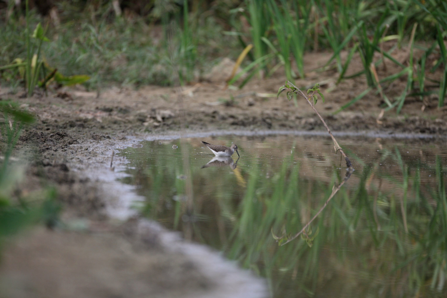 Full Size Image = 487 K