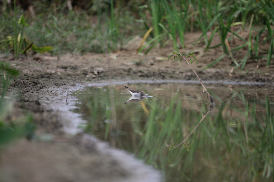 Full Size Image = 490 K