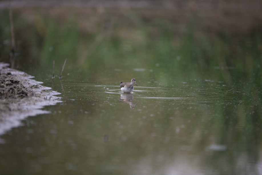 Full Size Image = 405 K