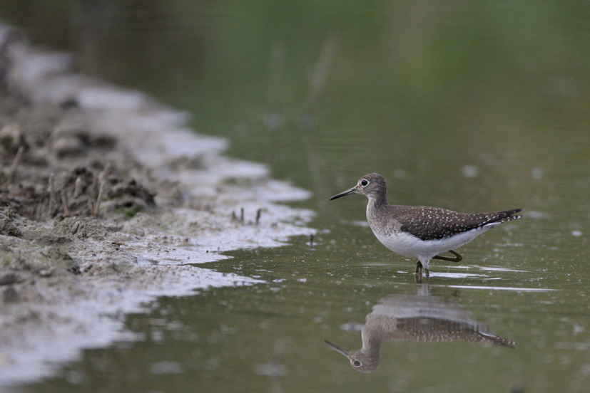 Full Size Image = 467 K