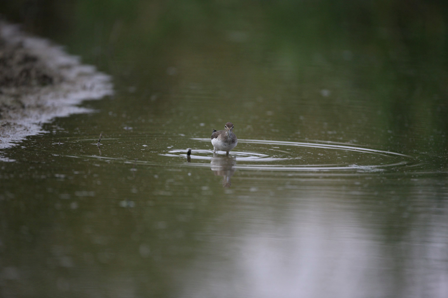 Full Size Image = 392 K