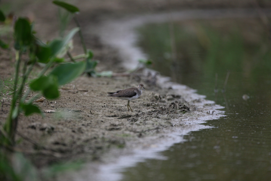 Full Size Image = 452 K