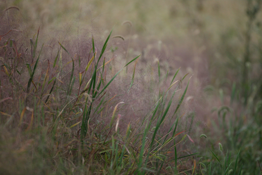 Full Size Image = 578 K