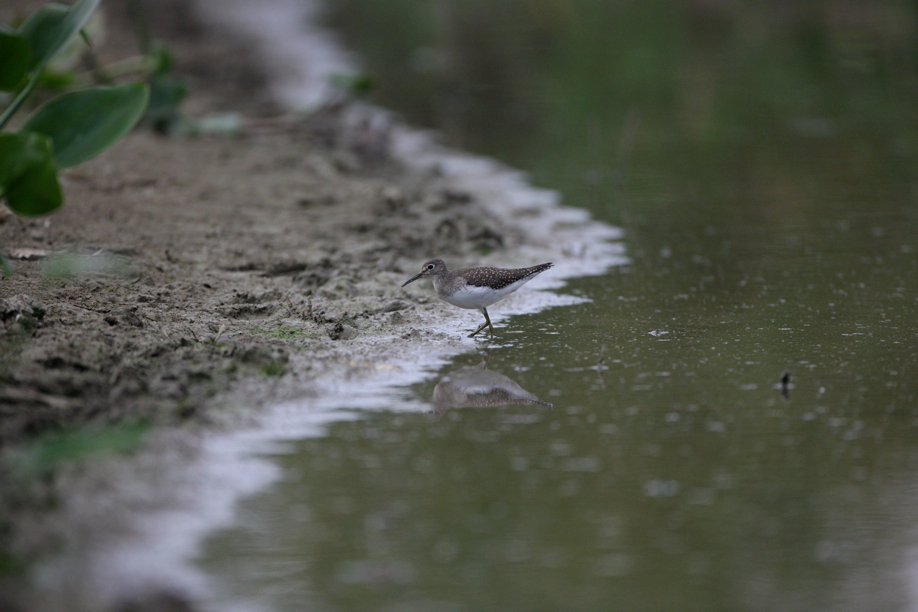 Full Size Image = 508 K