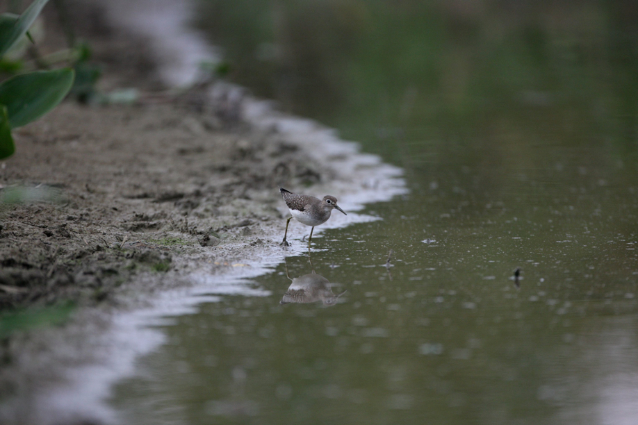 Full Size Image = 503 K