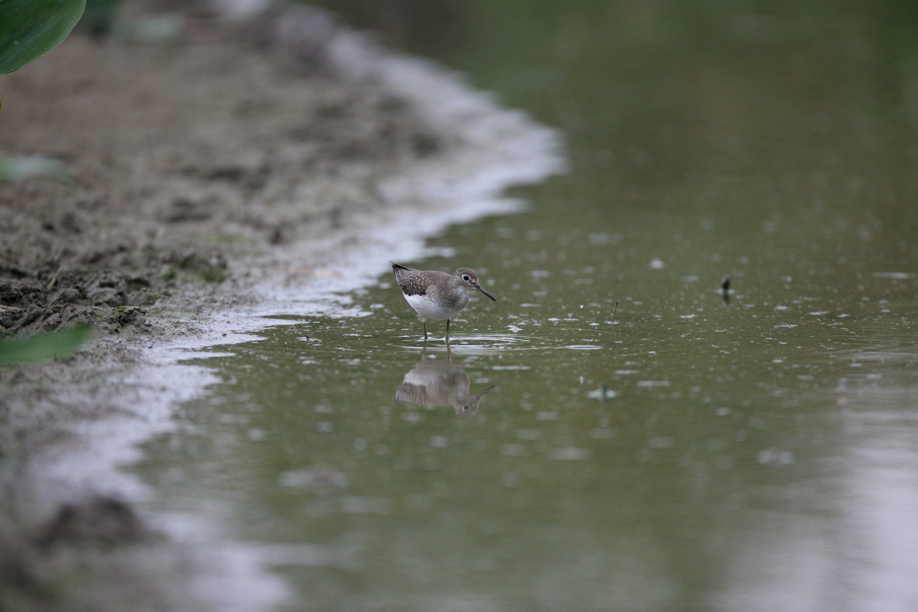 Full Size Image = 488 K