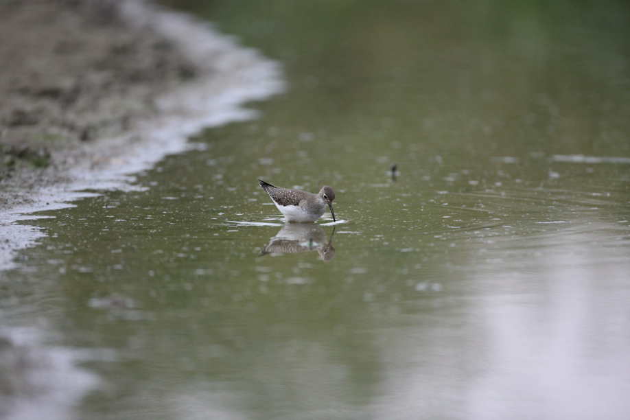 Full Size Image = 460 K