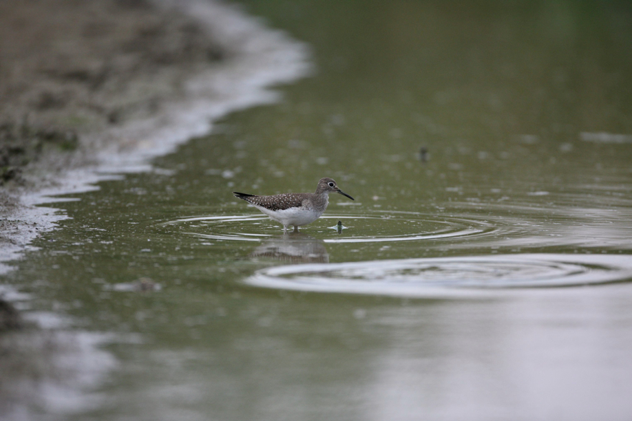 Full Size Image = 467 K