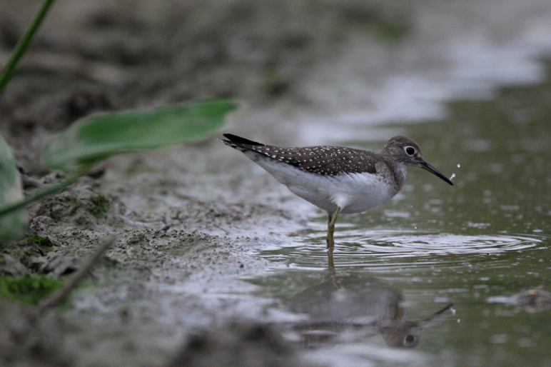 Full Size Image = 441 K