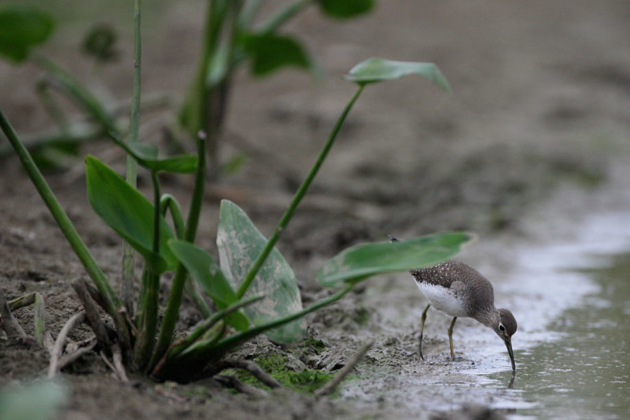 Full Size Image = 583 K