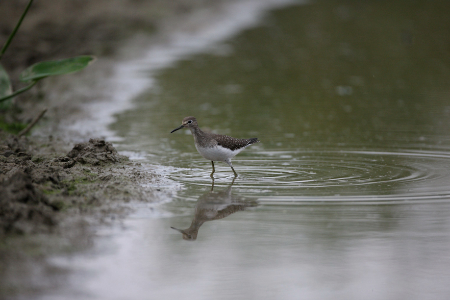 Full Size Image = 482 K