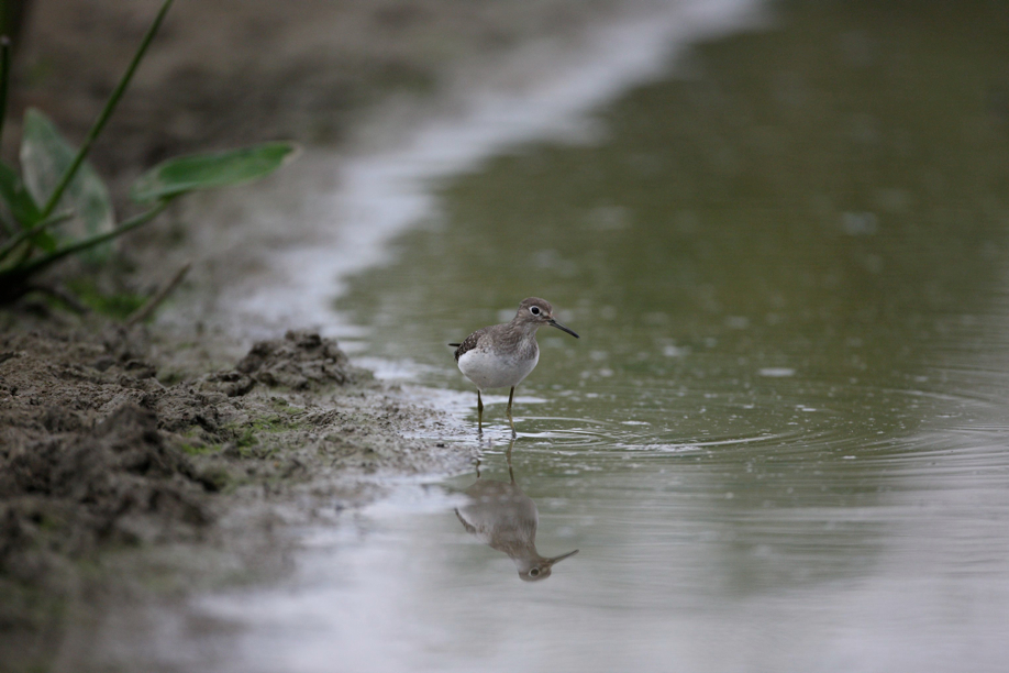 Full Size Image = 481 K