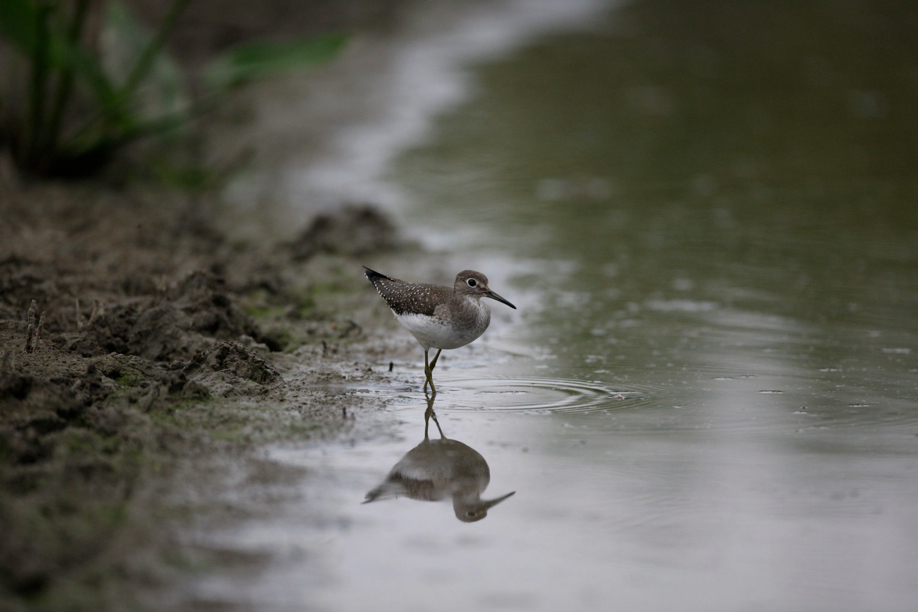 Full Size Image = 465 K