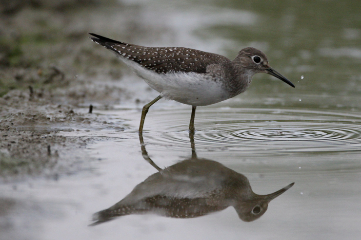 Full Size Image = 400 K