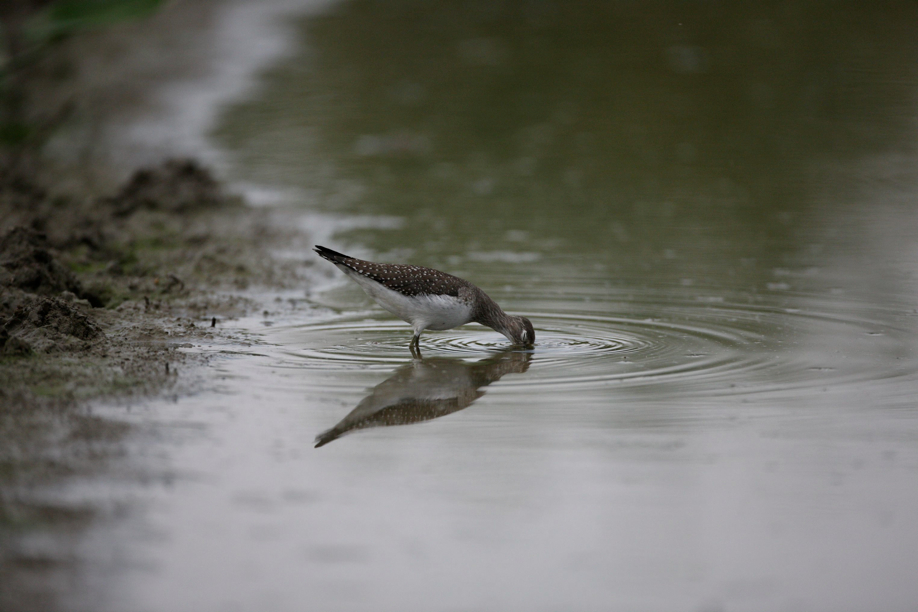 Full Size Image = 447 K