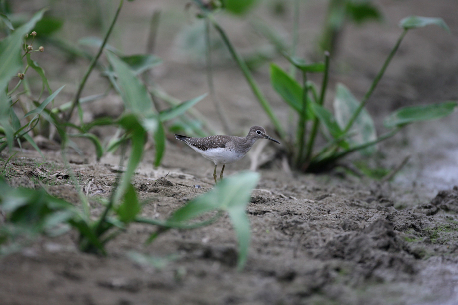 Full Size Image = 538 K