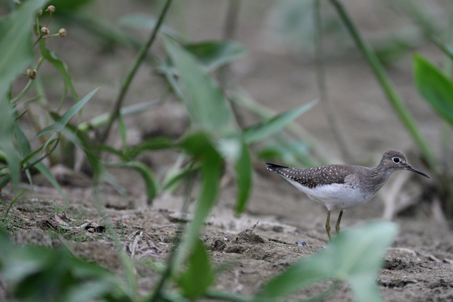 Full Size Image = 601 K