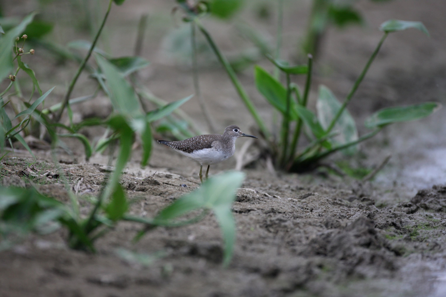 Full Size Image = 474 K