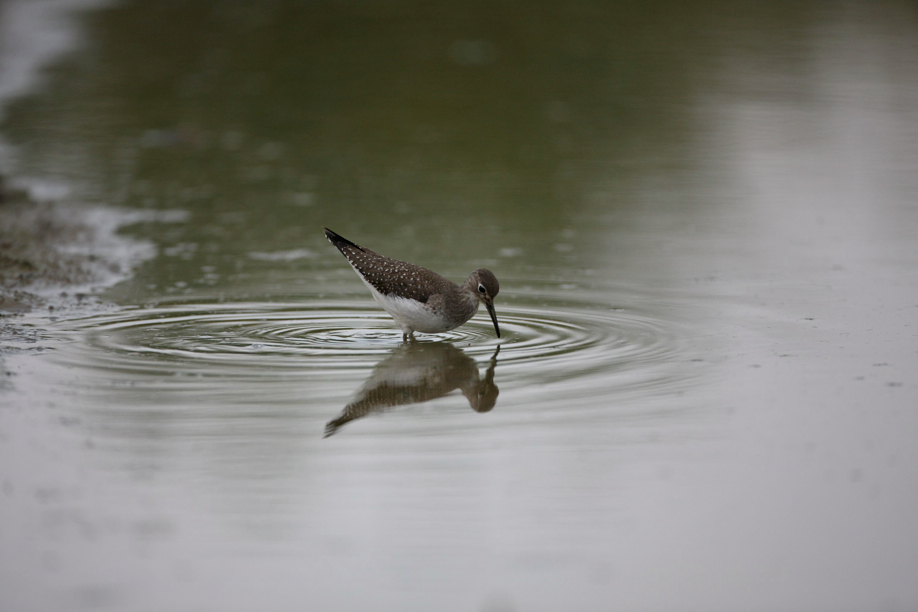 Full Size Image = 349 K