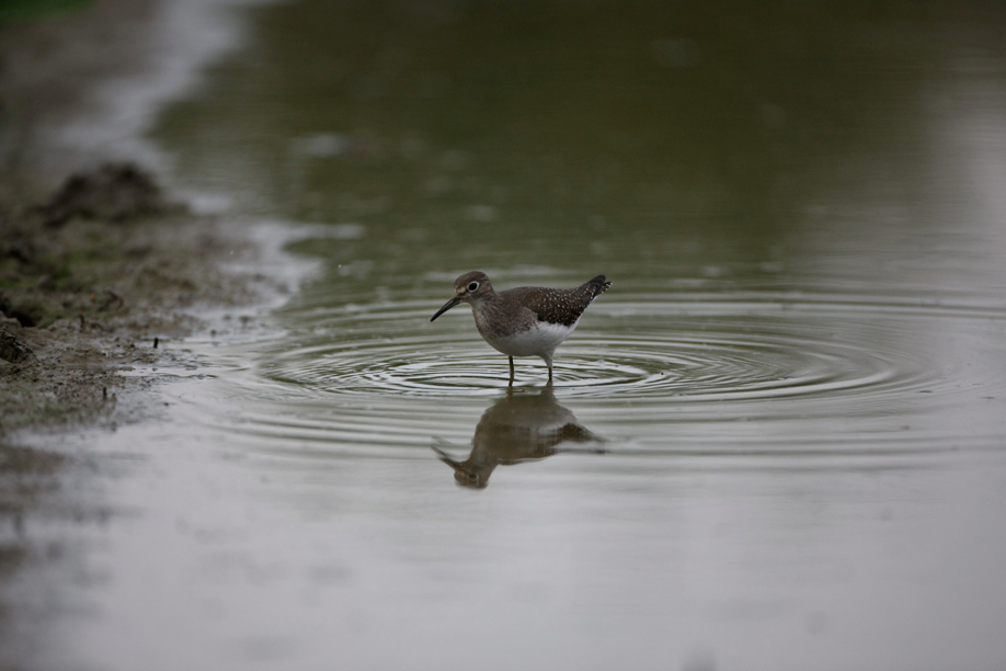 Full Size Image = 384 K