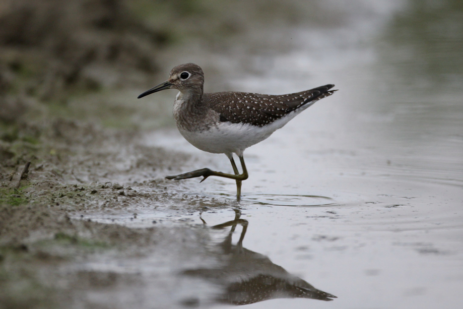 Full Size Image = 513 K