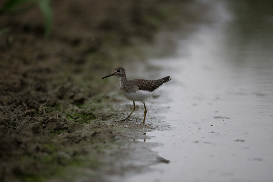 Full Size Image = 376 K