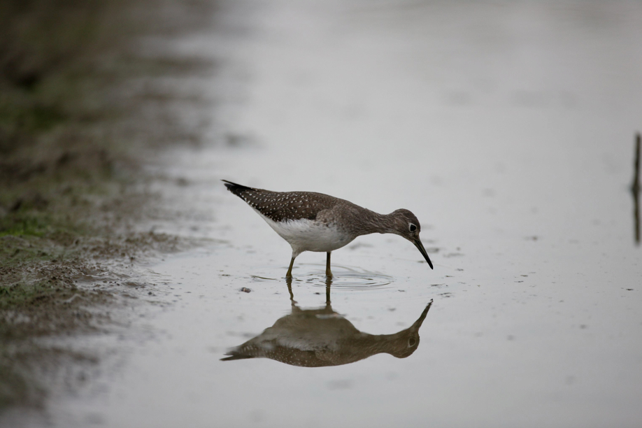 Full Size Image = 316 K